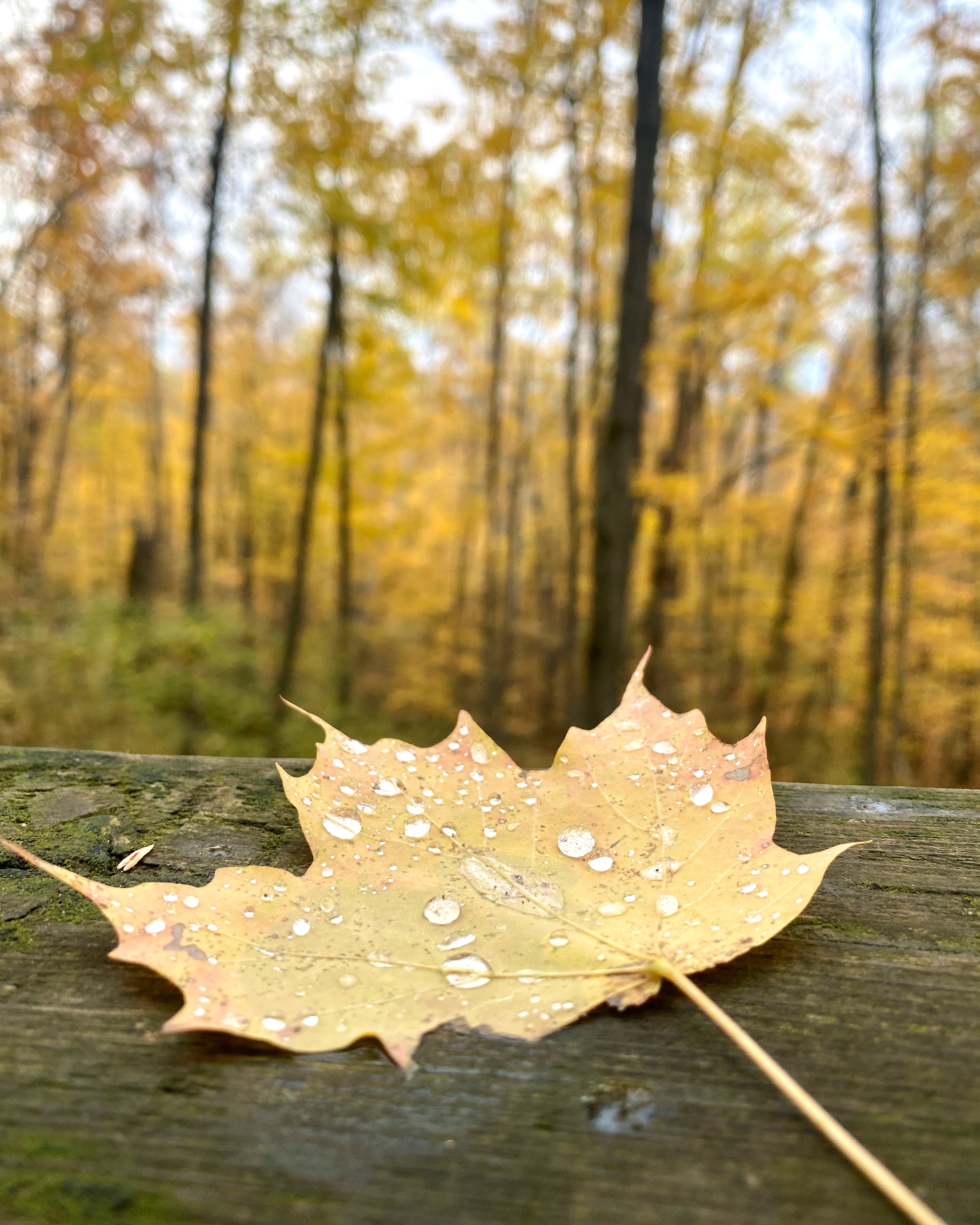 fall foliage Mono Cliffs