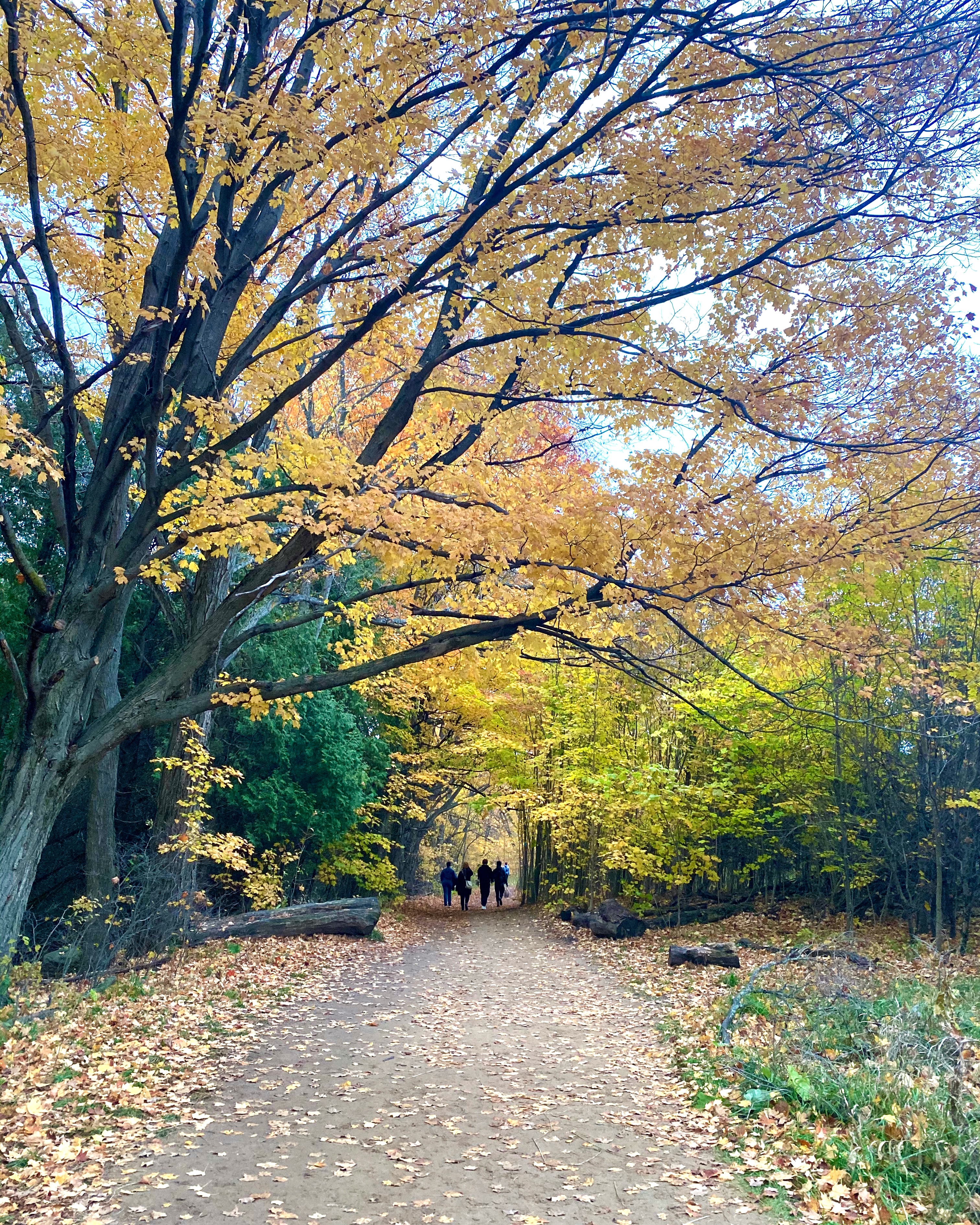 fall foliage Mono Cliffs